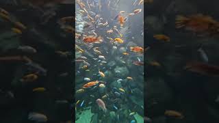 INSIDE the UNBELIEVABLE LARGEST COLORFUL FISH AQUARIUM [upl. by Niryt]