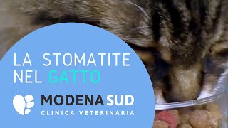 La stomatite del gatto [upl. by England]