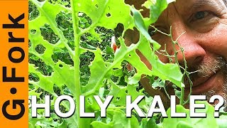 Help  Whats Eating My Kale [upl. by Ress]