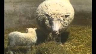 GCSE Science Revision  Cloning Dolly The Sheep [upl. by Ackerley]