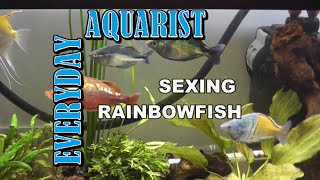 How to tell the gender of Rainbow fish [upl. by Irrok]