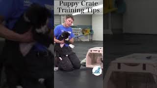 Puppy Crate Training Shorts [upl. by Ainot]