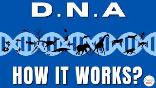 What is DNA and How Does it Work [upl. by Robbin]