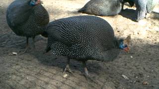 Reichenows Helmeted guineafowl Numida m reichenowi in Burgers Zoo [upl. by Carolus568]