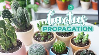 HOW TO PROPAGATE CACTUS EASY amp FAST [upl. by Bridges]