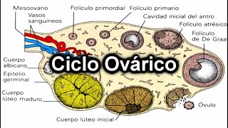 Ciclo ovárico [upl. by Ahsinnek]