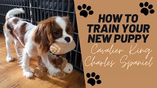 Puppy Training Tips  Cavalier King Charles Spaniel [upl. by Oshinski37]