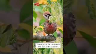 quotThe Finchquot shortsvideo viralvideo facts shortsviral factsinhindi bird youtubeshorts shorts [upl. by Imyaj518]