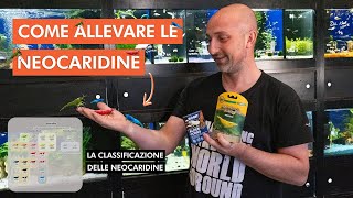 NEOCARIDINE Guida completa alla cura e allevamento dei gamberetti dacqua dolce 🦐 [upl. by Montano]