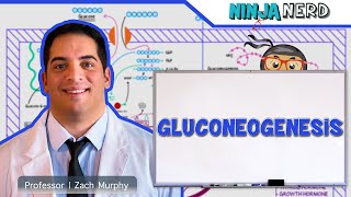 Metabolism  Gluconeogenesis [upl. by Hilda]