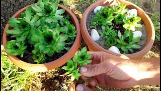 How to Propagation Sempervivum Hens amp Chicks Succulents very Easy [upl. by Alyda]