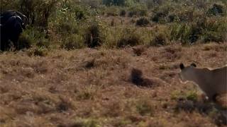 Buffalo resting in the bush comes out to find a lion pride waiting for him [upl. by Atiuqahs]