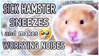 This is how a HAMSTER with COLD sounds Like🤧Hamster makes Worrying Noises🥺 [upl. by Lainad263]