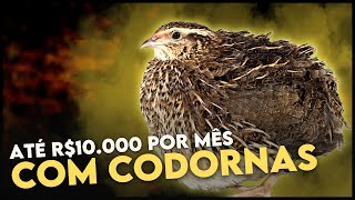 Como eu faço mais de R 900000 reais por Mês com CODORNA GIGANTE [upl. by Alboran]