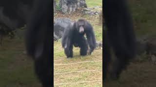 Angry Chimpanzee throws dirt at people Nanning Zoo Guangxi China [upl. by Amberly]