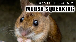 1 Hour of Mouse Squeaking  Animal Sounds with Peter Baeten [upl. by Ettelliw581]