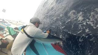 Tagging blue shark with popup satellite archival tag PSAT o PAT tag [upl. by Ralyks]