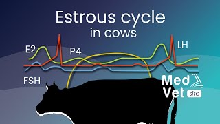 Bovine estrous cycle [upl. by Zebada]