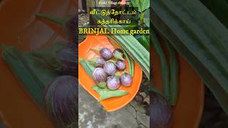 வீட்டு தோட்டத்தில் காய்கறிகள்  Home garden vegetables tamil  Gardening ideas tips🍆eggplant🍆brinjal [upl. by Esmerelda]