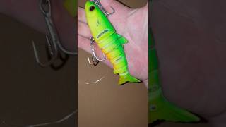 Got the nibbles barra barramundi lurefishing fishing lures zerek big [upl. by Kisung43]