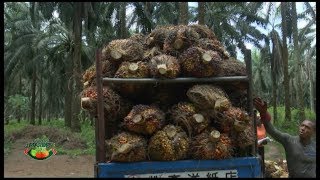 FARMERS MARKET PAINS OF OIL PALM PRODUCTION [upl. by Kassel616]