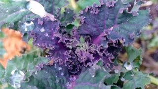 Cold Hardy Crops  Why Kale and Collards are Sweeter and Turn Purple in the Winter [upl. by Assilem]