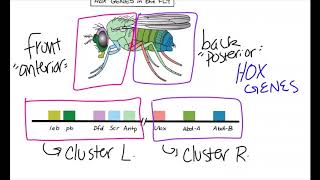 What are homeobox genes [upl. by Eentroc991]