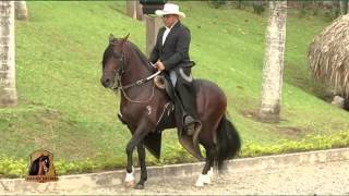 Caballo Paso Fino  Concierto de los Angeles  TvAgro por Juan Gonzalo Angel [upl. by Henri278]