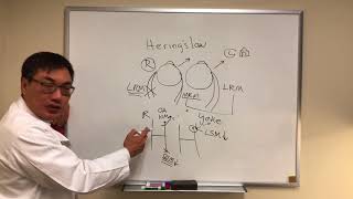 Herings law Sherringtons law Spread of Comitance [upl. by Seda20]