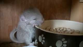 Newborn chinchillas diary  first 5 days [upl. by Gemperle]