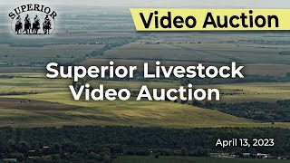 Superior Livestock Video Auction [upl. by Yrdnal]