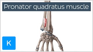 Pronator Quadratus Muscle Function amp Location  Human Anatomy  Kenhub [upl. by Schwitzer]