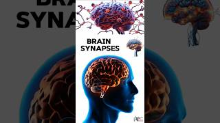 Brain Synapses medical animation 3d short BiologywithAliya [upl. by Wadleigh]