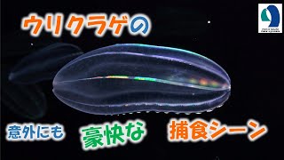 【名古屋港水族館】虹色に輝く「ウリクラゲ」の豪快な捕食シーン [upl. by Gesner]