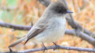 Eastern phoebe bird call  song  sound [upl. by Burck538]