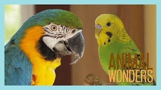 How to Introduce Two Parrots [upl. by Corrina]