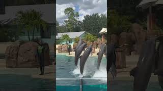 Dolphin Encounter Seaworld [upl. by Ameer992]