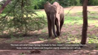 Faraja Jasiri and Ngasha graduate to the Umani Springs Elephant Rehabilitation Unit [upl. by Dita]