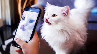 Cats Try To Get Tiktok Famous Compilation [upl. by Ynnos]