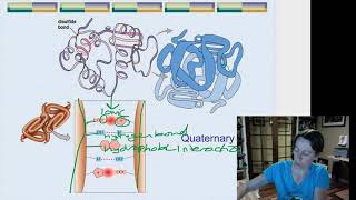 quaternary protein structure [upl. by Oileduab]