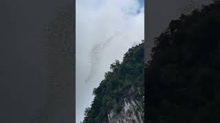 Mulu Caves bats leaving the caves World Heritage Site Sarawak Malaysia [upl. by Maudie]