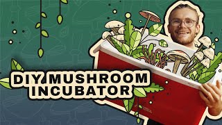 How to Incubate Mushrooms DIY Incubator [upl. by Fisa]