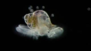 Veliger  planktonic larva of many kinds of molluscs [upl. by Adnarrim220]