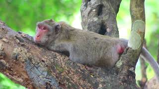 Mama Jane Climb To Sit Relax On Top Tree after walking in Morning on Dec122024USao1314Ambers [upl. by Kciv422]