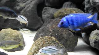 Mylochromis Mchuse [upl. by Thury723]