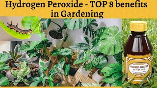 Hydrogen Peroxide for plants  8 Uses in Organic Gardening [upl. by Ainig]