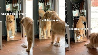 This is What Happens When My Dog Sees His Reflection  Puppy Vs Mirror [upl. by Anik384]