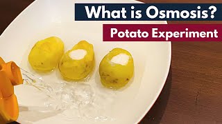 Osmosis What is Osmosis  Definition  Osmosis using Potato  Biology [upl. by Dan84]