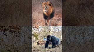 gorilla vs Lion who won the fightgorillalionfightshorts [upl. by Plotkin]