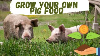 Grow Your Own Pig Food [upl. by Rennie626]